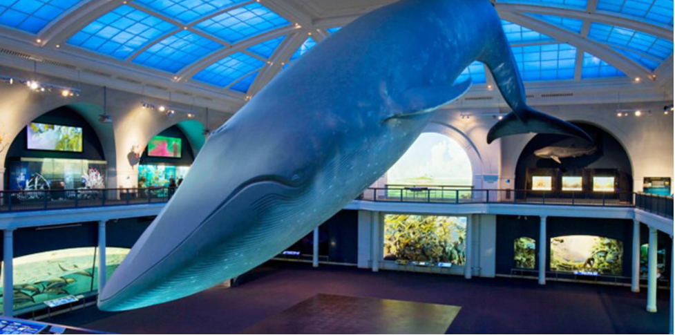 A large mobile of a blue whale is suspended from the ceiling. 